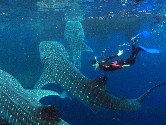 Oslob Whale Shark Tour