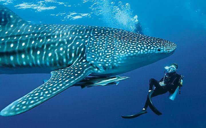 Oslob Whale Shark Tour